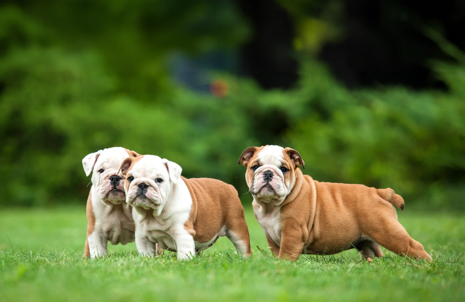 Three bulldog puppies on lawn